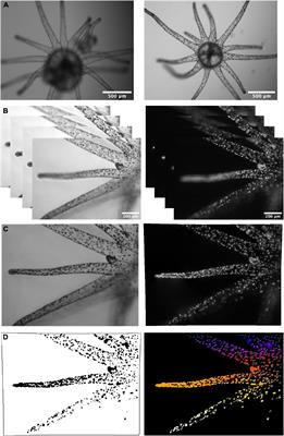 Spatial and Temporal Patterns of Symbiont Colonization and Loss During Bleaching in the Model Sea Anemone Aiptasia